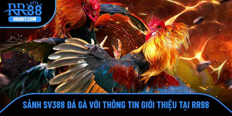 SV388 với đa dạng thông tin giới thiệu