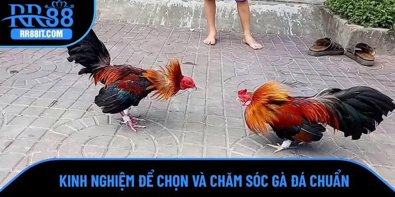 Kinh nghiệm để chọn và chăm sóc gà đá chuẩn